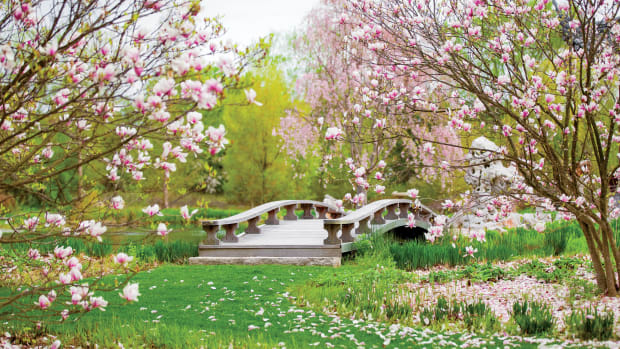 magnolia trees near bridge