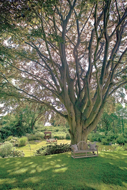 beech-tree-for-nancy-5-15.jpg