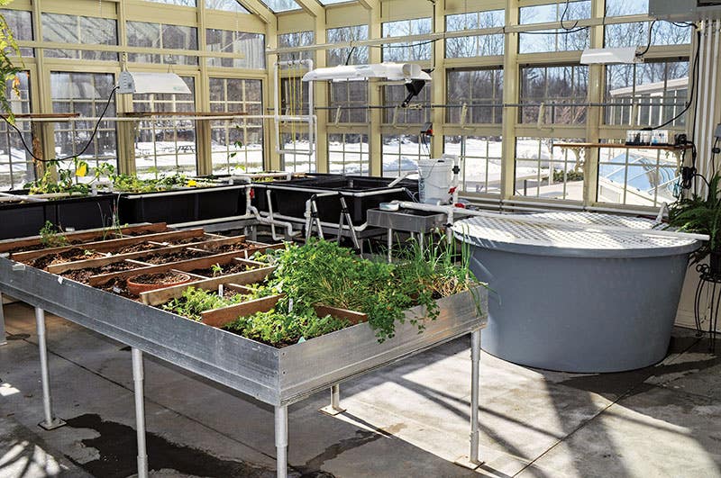 aquaponic.jpg